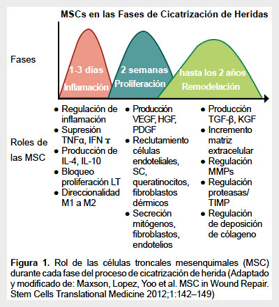 Células Tronco Mesenquimales: Definiciones, Cultivo Y Aplicaciones ...