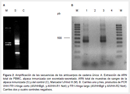 View Of Single-chain Antibodies From Alpaca For The Detection Of ...